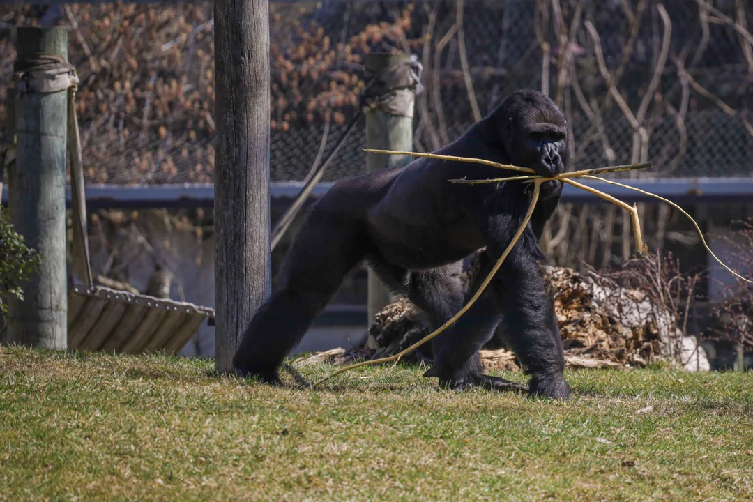 Zoo w Opolu, ul. Spacerowa 10, Ogród czynny od 9 do 16.00 (marzec-kwiecień) od maja do września od 10 do 18.00. Zoo nieczynne w Nowy Rok, Niedzielę Wielkanocną, 1 listopada oraz 25 grudnia.  Ceny biletów: normalny 32 zł, ulgowy 23 zł, dzieci do lat 3. wchodzą za darmo. Opolski Ogród Zoologiczny należy do wszystkich powyższych stowarzyszeń i czynnie uczestniczy w wielu międzynarodowych programach hodowlanych EEP i ESB. Dzięki tym programom liczne gatunki zwierząt zagrożone wyginięciem, ginące lub takie, które już wyginęły w wolnej przyrodzie mogą być utrzymane przez co najmniej 100 lat a w sprzyjających warunkach mogą powrócić i już powracają do swoich naturalnych siedlisk. Więcej o opolskim zoo przeczytacie na stronie zoo.opole.pl