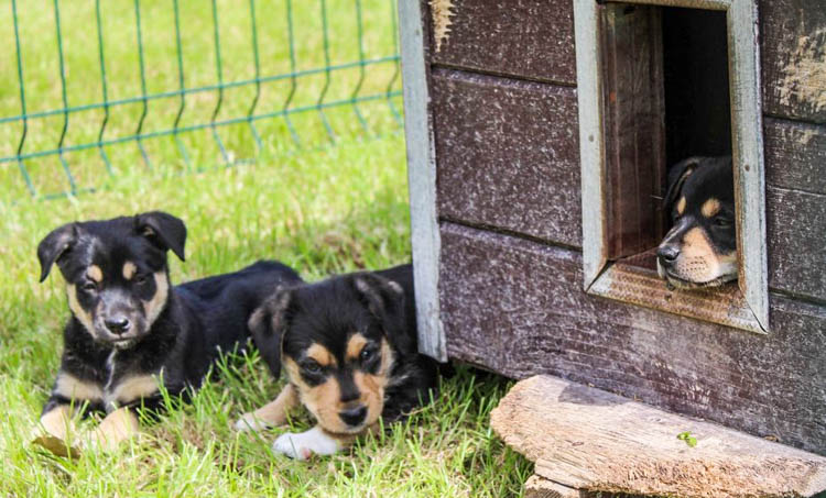 Słodkie szczeniaczki czekają na nowy dom w bełchatowskim schronisku. Jak adoptować psiaka? [FOTO] - Zdjęcie główne