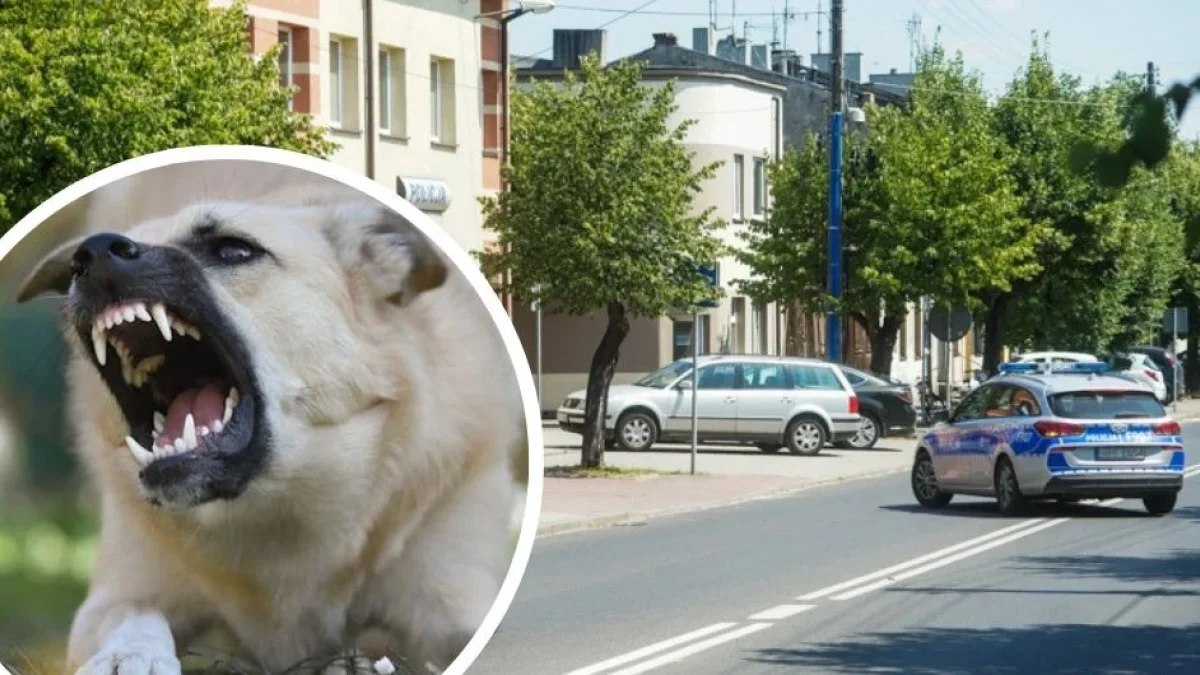 Agresywne psy atakowały przerażonych przechodniów. Właścicielka poszła do sklepu po… alkohol - Zdjęcie główne