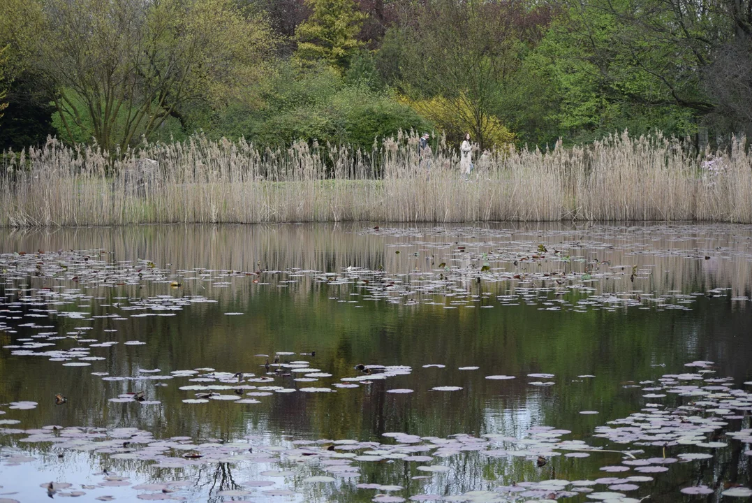 Tulipany w ogrodzie botanicznym