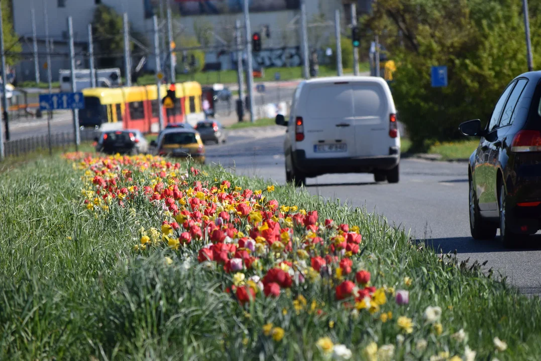 Tulipany na Bałutach