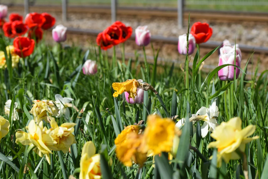 Tulipany na Bałutach