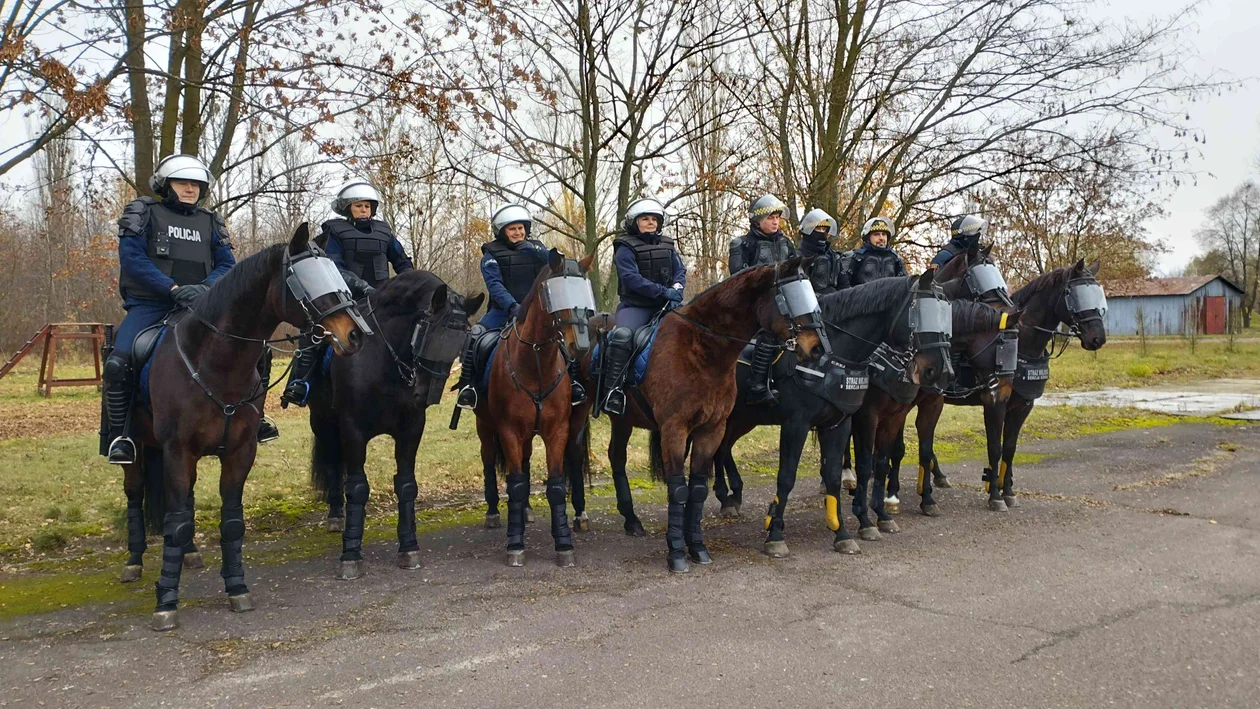 Konie służbowe ćwiczyły na terenie Oddziału Prewencji Policji w Łodzi. Był ogień, huk i dym! [ZDJĘCIA] - Zdjęcie główne