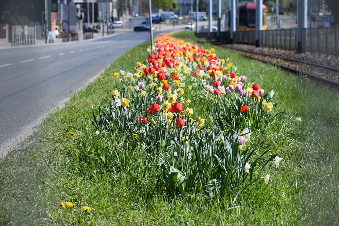 Tulipany na Bałutach