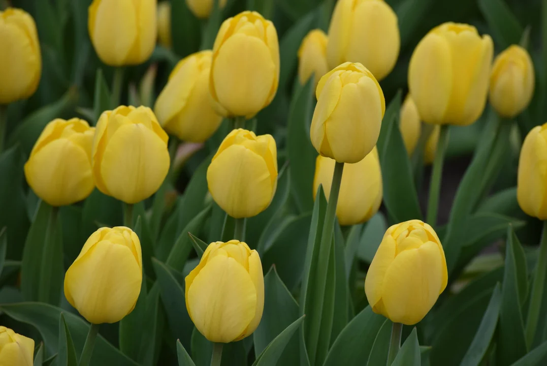 Tulipany w ogrodzie botanicznym