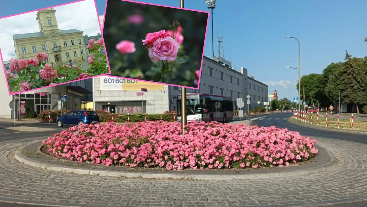 Róże opanowały Kutno. Krzewów jest ponad sto tysięcy! [ZDJĘCIA] - Zdjęcie główne