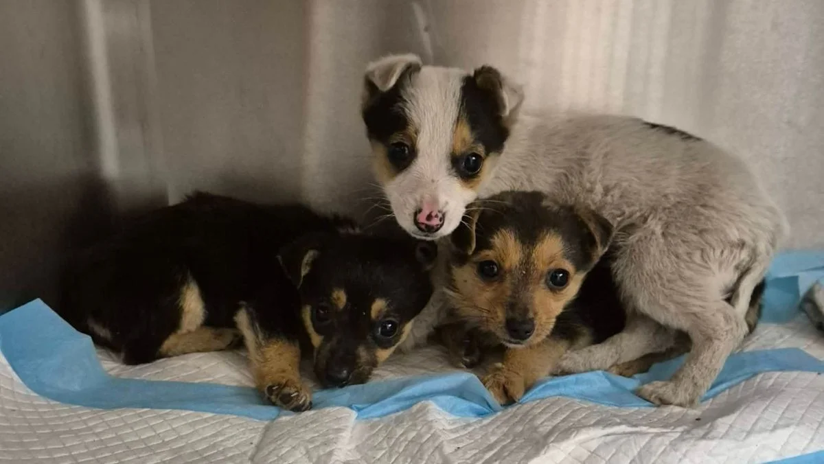 Pilne działania inspektorów. Szczeniaki były o krok od zamarznięcia - Zdjęcie główne