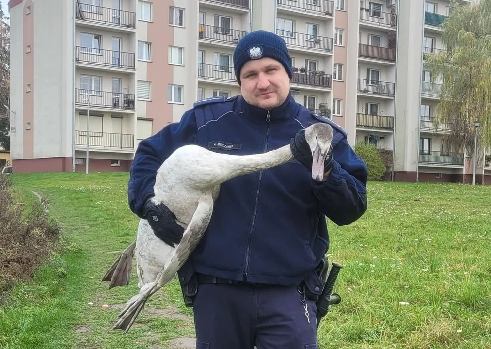 Niecodzienna akcja policji. Funkcjonariusze pomogli zabłąkanemu łabędziowi [ZDJĘCIA] - Zdjęcie główne