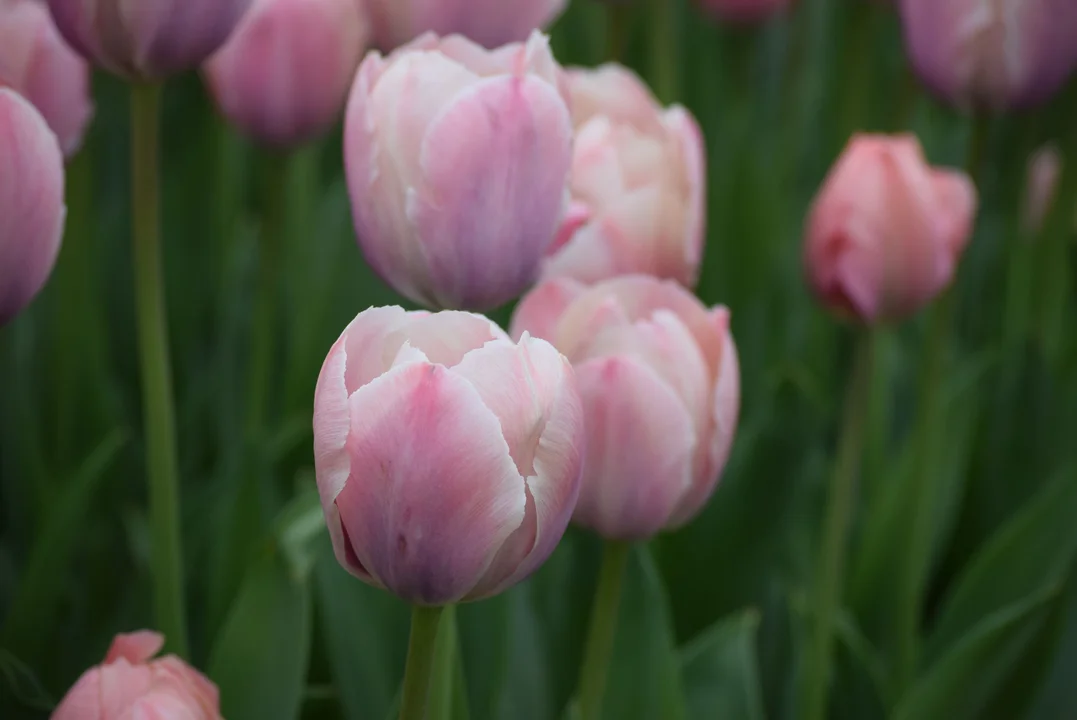 Tulipany w ogrodzie botanicznym