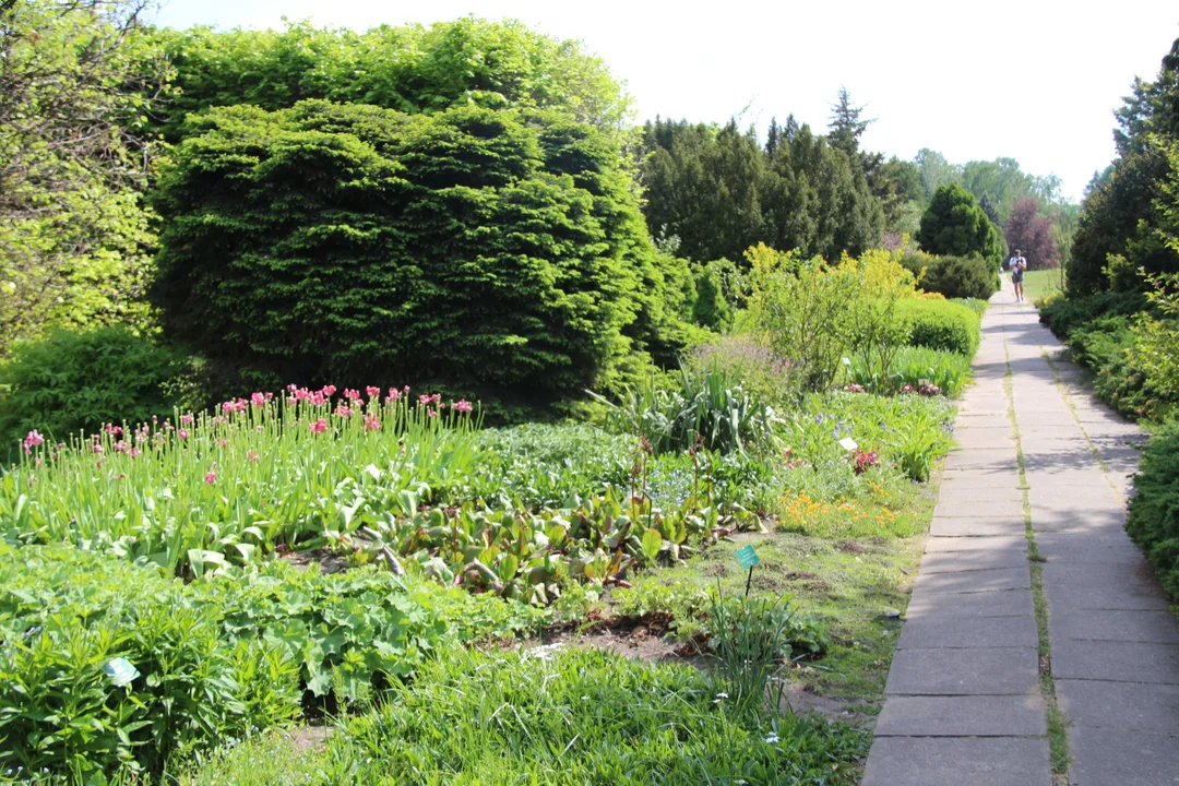 Ogród botaniczny w Łodzi w maju zachwyca