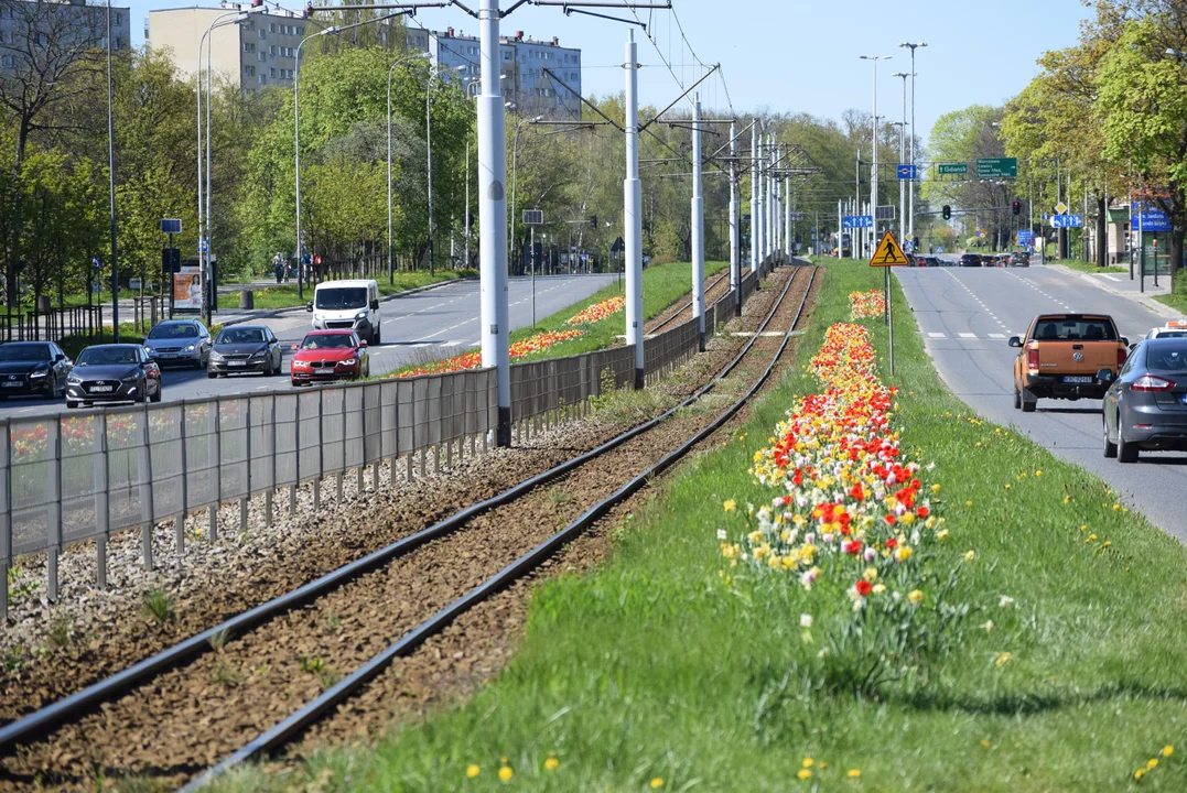 Tulipany na Bałutach