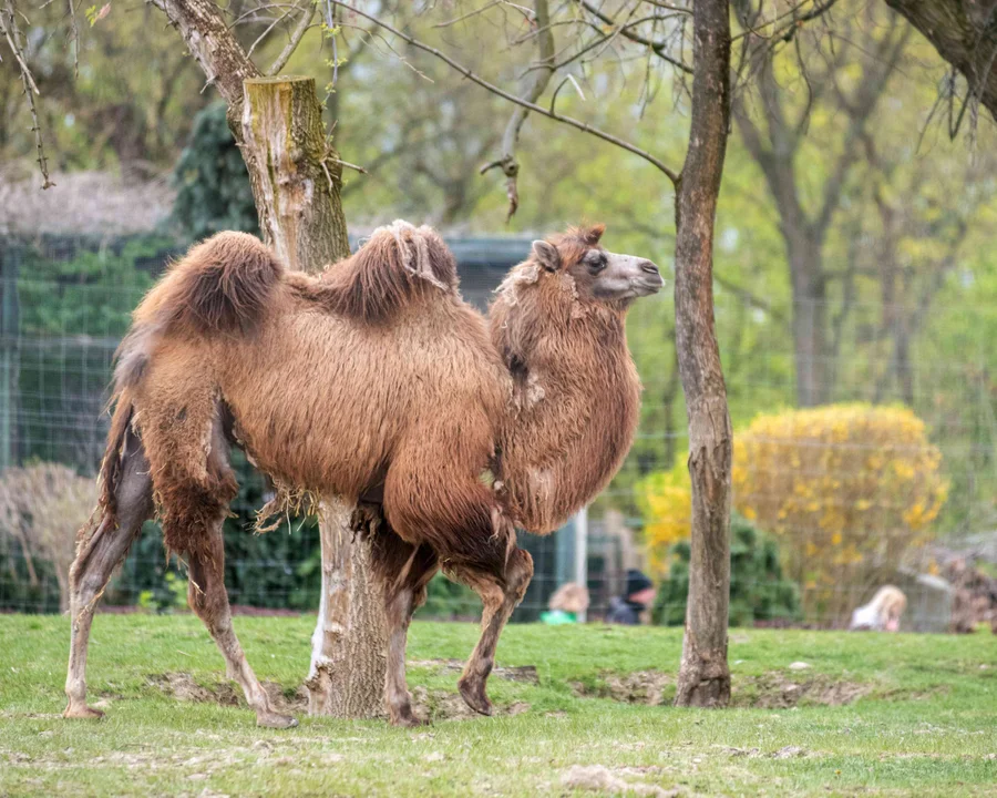 Nowe zwierzęta w łódzkim Orientarium