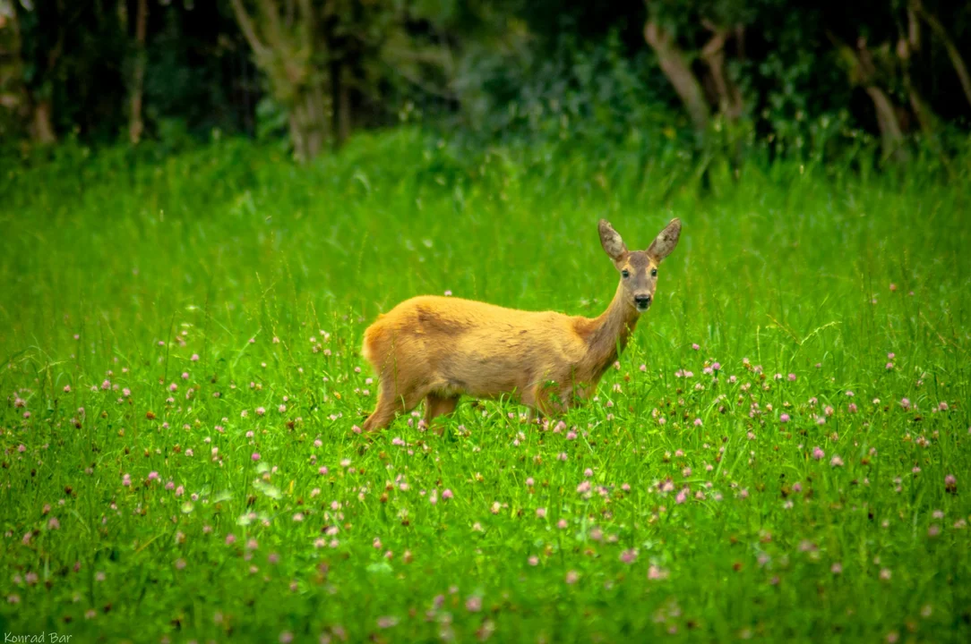 Fotogaleria mieszkańców Zgierza