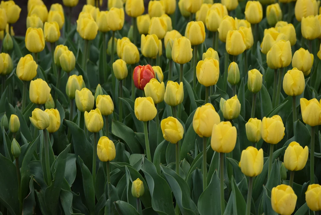 Tulipany w ogrodzie botanicznym