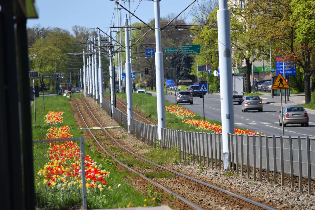 Tulipany na Bałutach