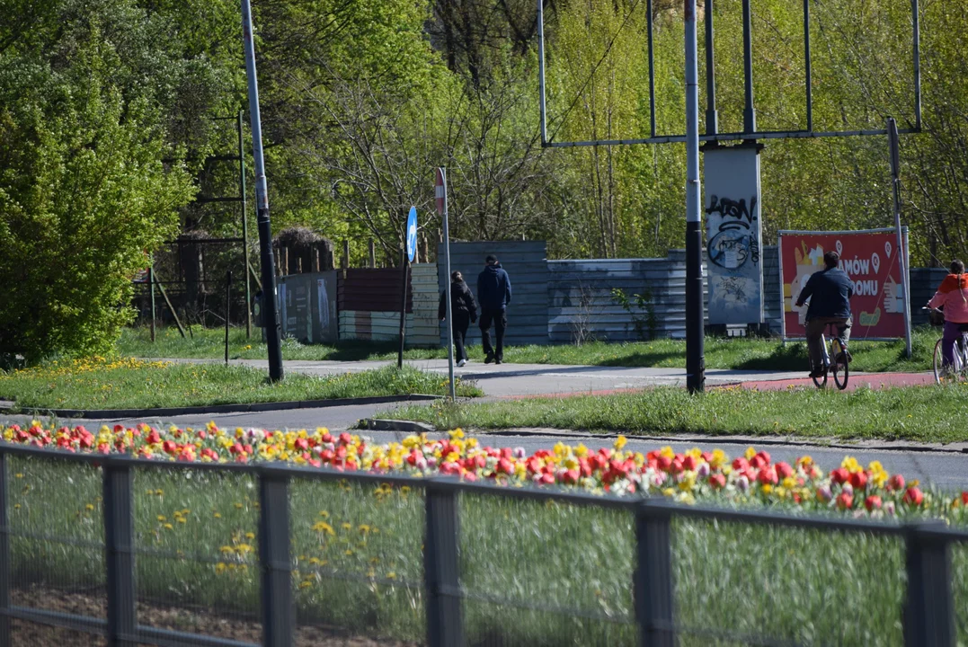 Tulipany na Bałutach