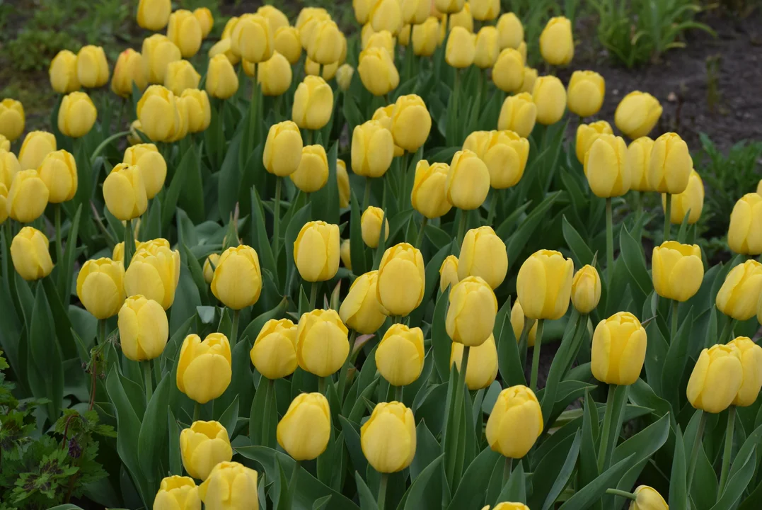 Tulipany w ogrodzie botanicznym