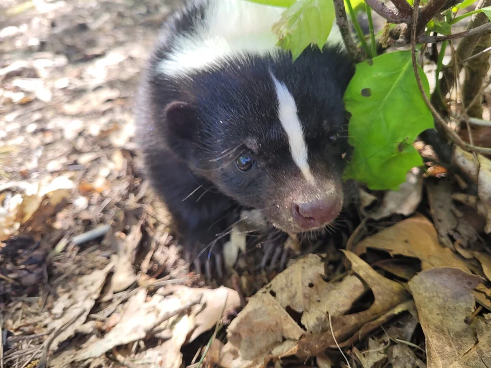 Skunksiczka Ivi mieszka na Retkini