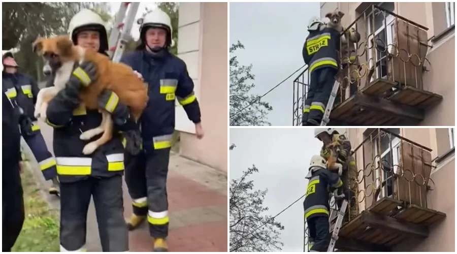 Pies zamknięty na balkonie, służby w akcji. "Była tam więziona, mogła umrzeć z głodu" [WIDEO] - Zdjęcie główne