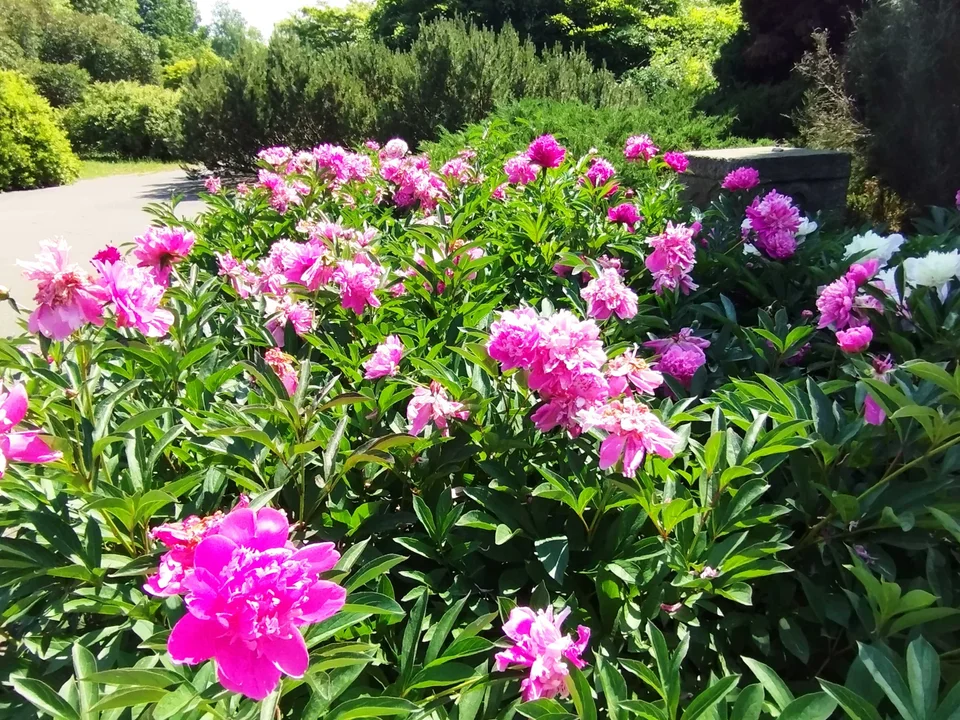 Kolekcja piwonii w łódzkim Ogrodzie Botanicznym