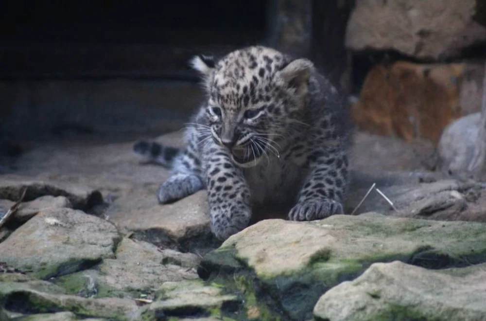 Narodziny w pobliskim ZOO. Na świat przyszły lamparty perskie [ZDJĘCIA] - Zdjęcie główne