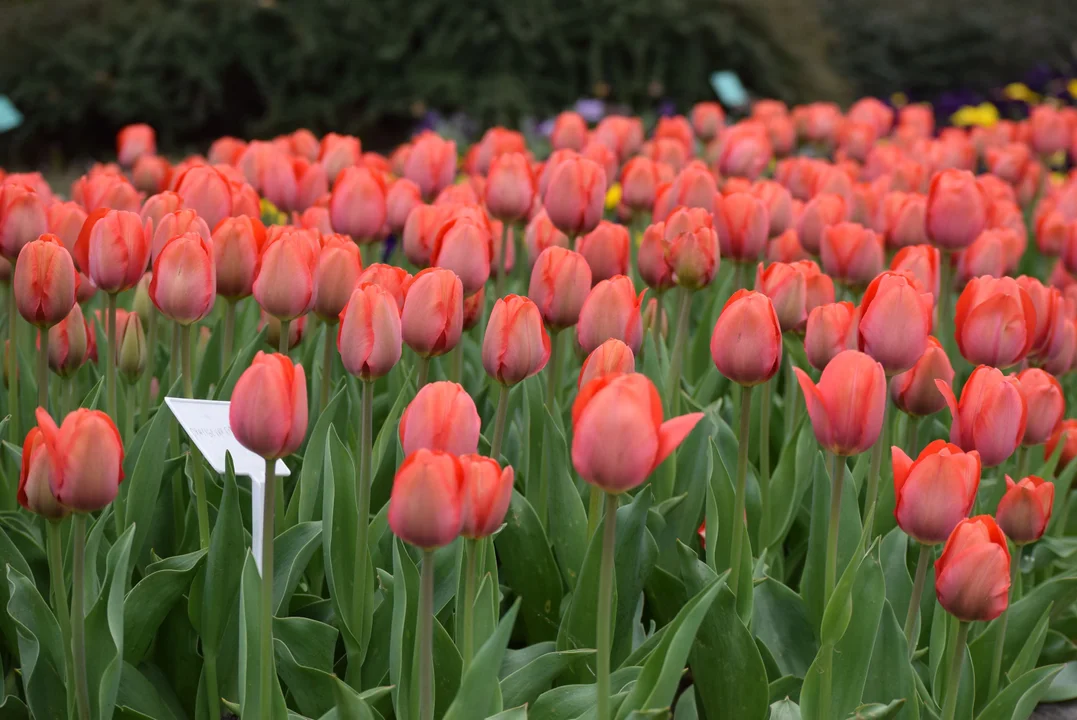 Tulipany w ogrodzie botanicznym