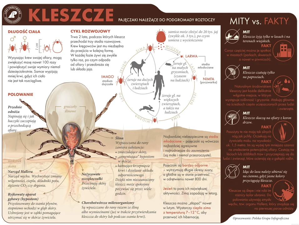 Charakterystyczne cechy kleszcza