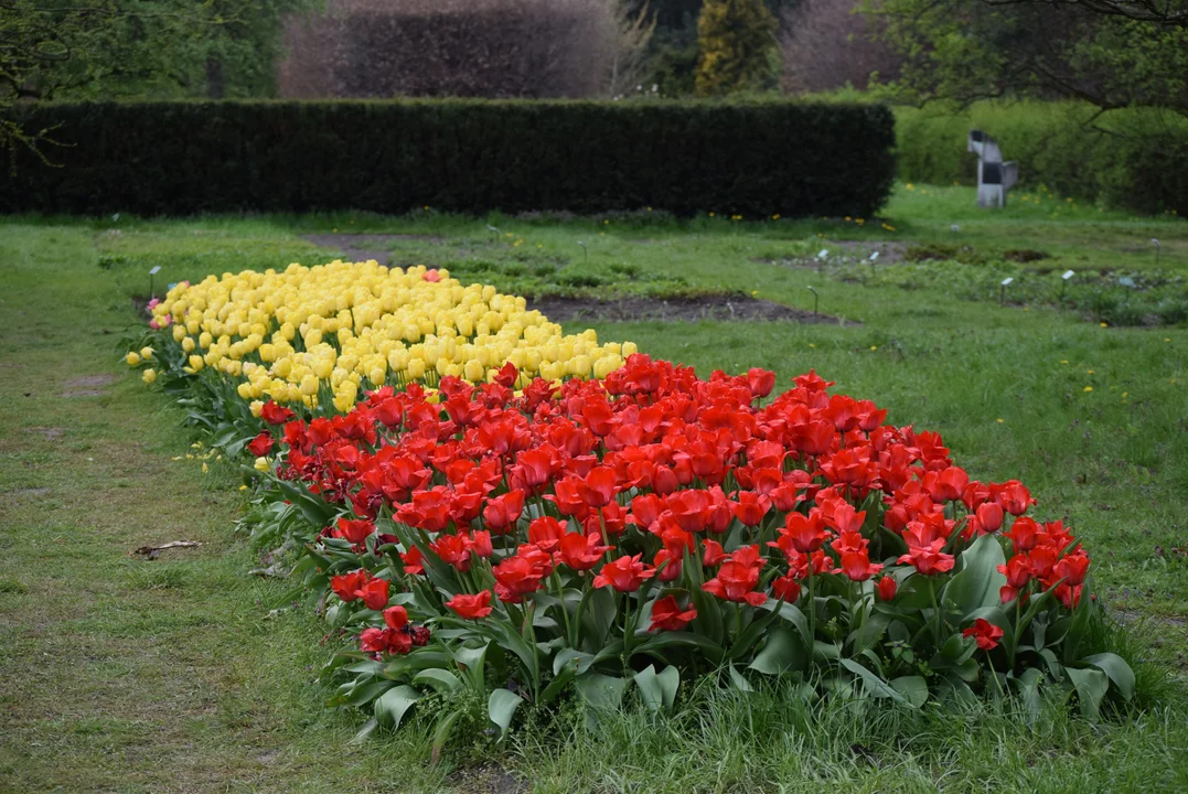 Tulipany w ogrodzie botanicznym