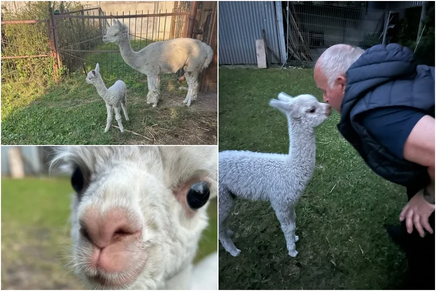 Narodziny w bełchatowskiej parafii. Proboszcz zachwycony nowym mieszkańcem mini-zoo [FOTO] - Zdjęcie główne