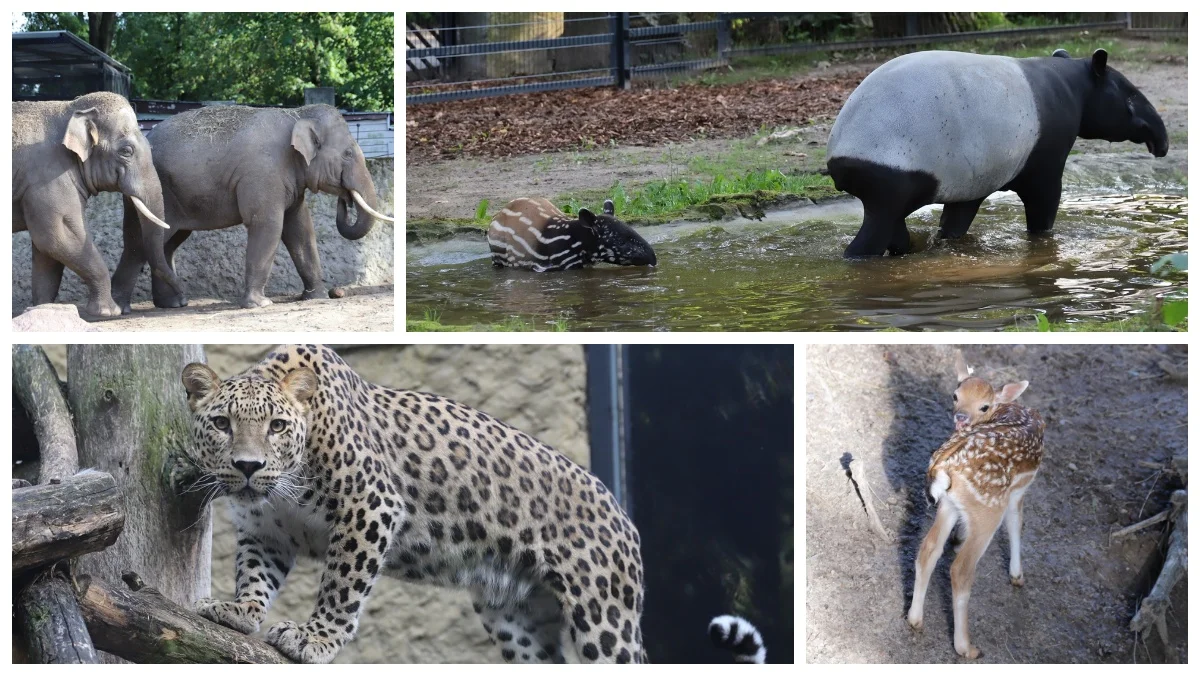Wycieczka po płockim zoo