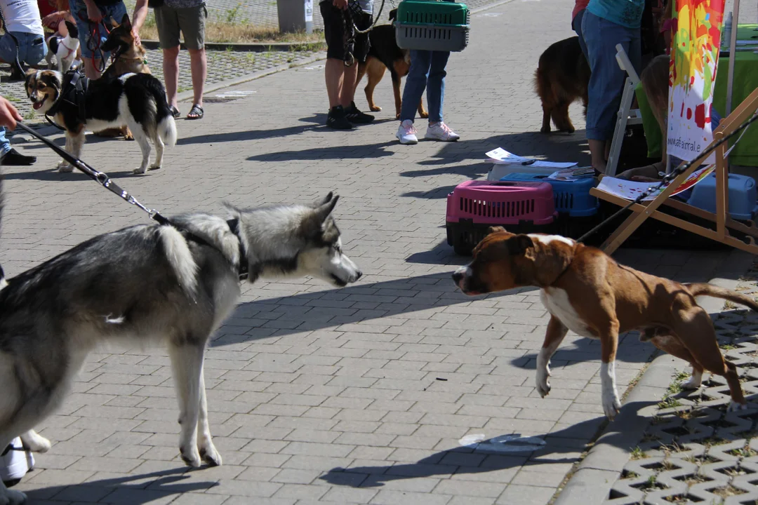 Animal Patrol świętuje swoje 8. urodziny