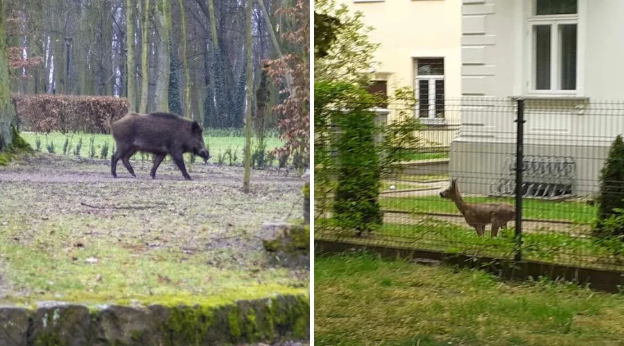 Dzikie zwierzęta mogą podchodzić do zabudowań. Pilny komunikat ekspertów - Zdjęcie główne