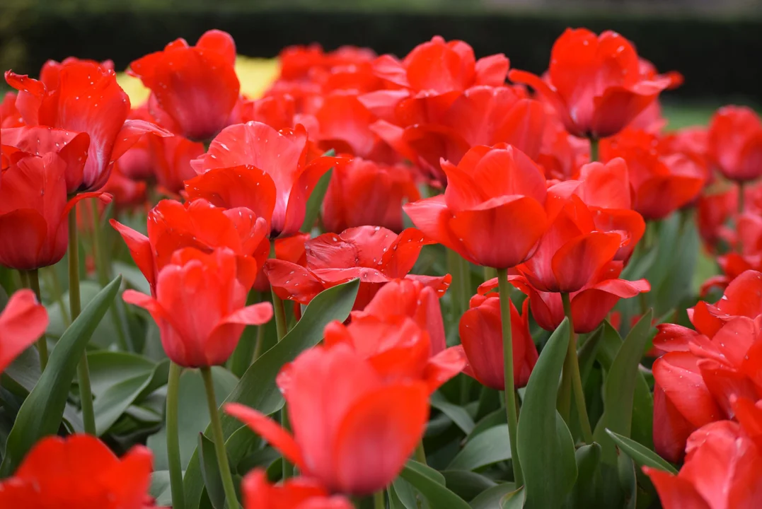 Tulipany w ogrodzie botanicznym