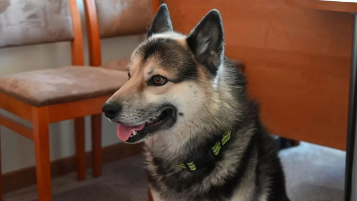 Pies zamieszkał w urzędzie, kiedyś żył w strasznych warunkach. Jego historia porusza serca - Zdjęcie główne