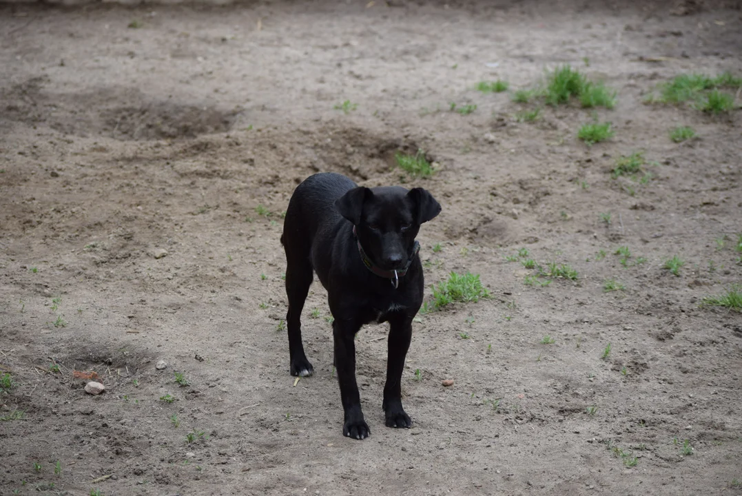 Zwierzęta czekają na adopcję