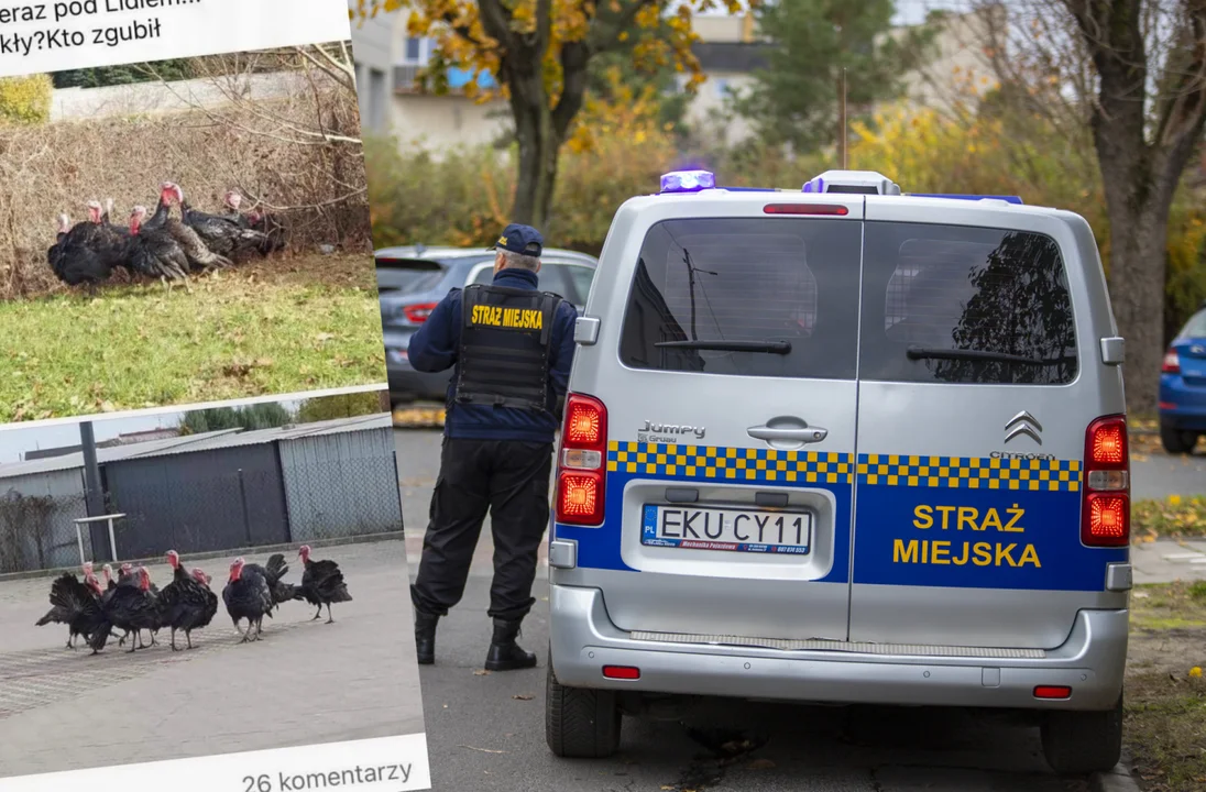 Indyki wybiegały się pod kutnowskim marketem. Skończyło się happy endem! - Zdjęcie główne