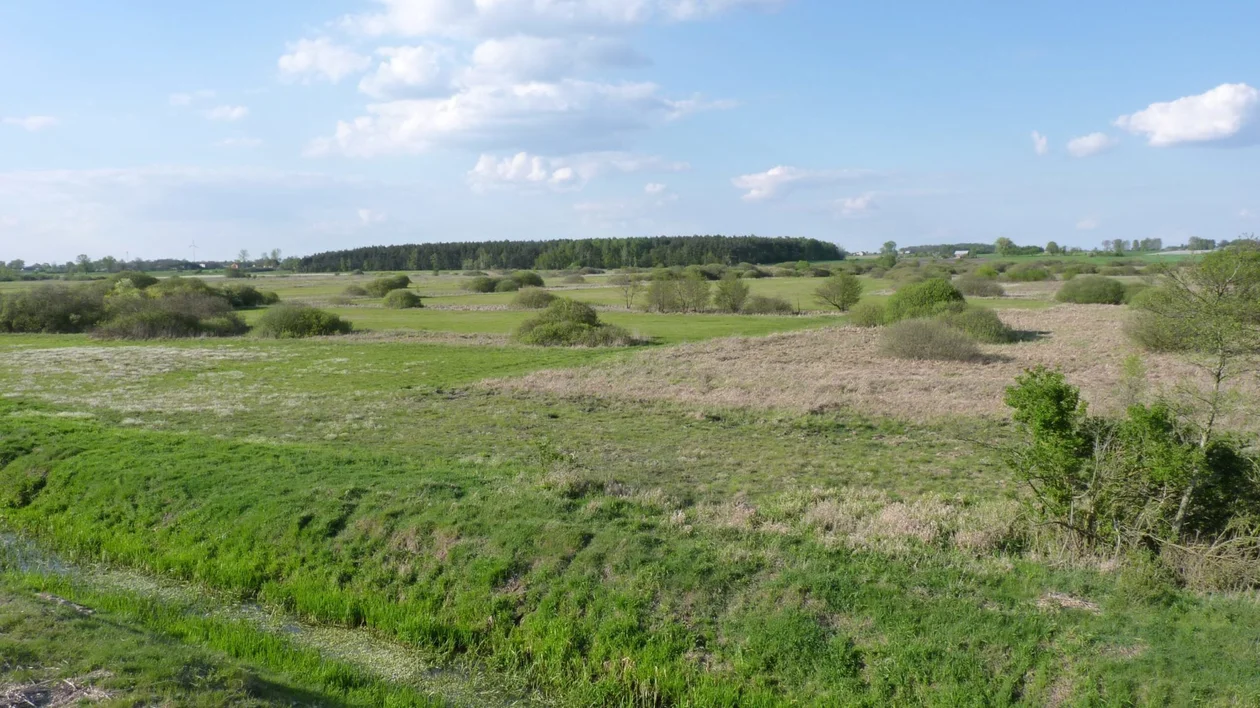 Rzadkie zwierzęta blisko Kutna. Większość je podziwia, w niektórych miejscach niektórzy próbują je zabijać [ZDJĘCIA] - Zdjęcie główne