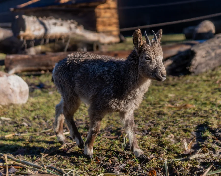 Żyją w żeńskich stadach, a w sytuacjach zagrożenia... gwiżdżą. W Orientarium zamieszkały koziorożce syberyjskie [ZDJĘCIA] - Zdjęcie główne