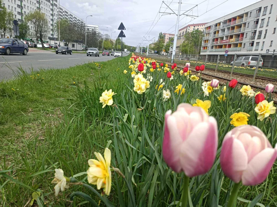 Tulipany na Balutach i w botaniku