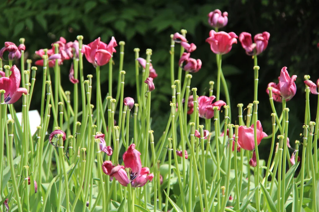 Ogród botaniczny w Łodzi w maju zachwyca