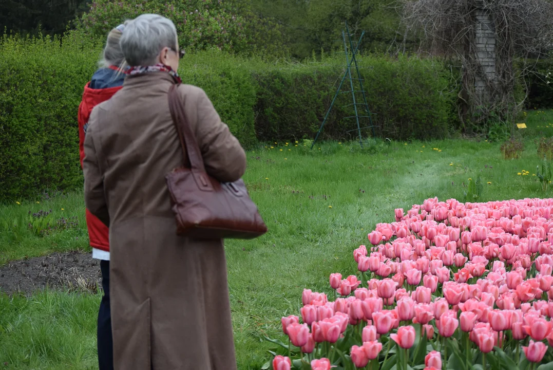 Tulipany w ogrodzie botanicznym