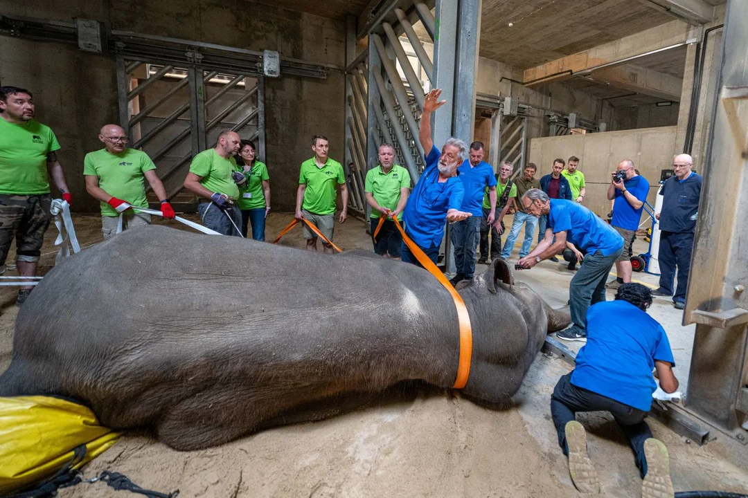 Słoniowi indyjskiemu, mieszkającemu w łódzkim zoo, usunięto cios.