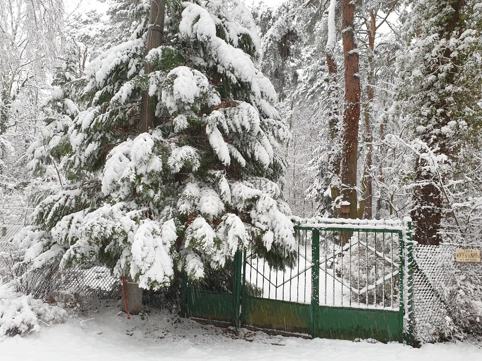 Śnieżna galeria ze Zgierza i Sokolnik-Lasu