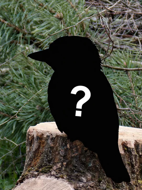 Co robił w Nieborowie ptak z Australii?