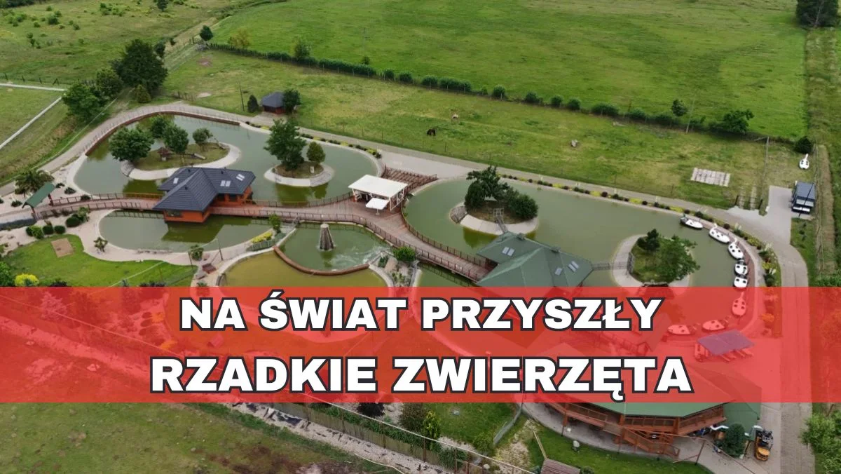 Narodziły się zagrożone wyginięciem zwierzęta. Zachwycają opiekunów i odwiedzających - Zdjęcie główne