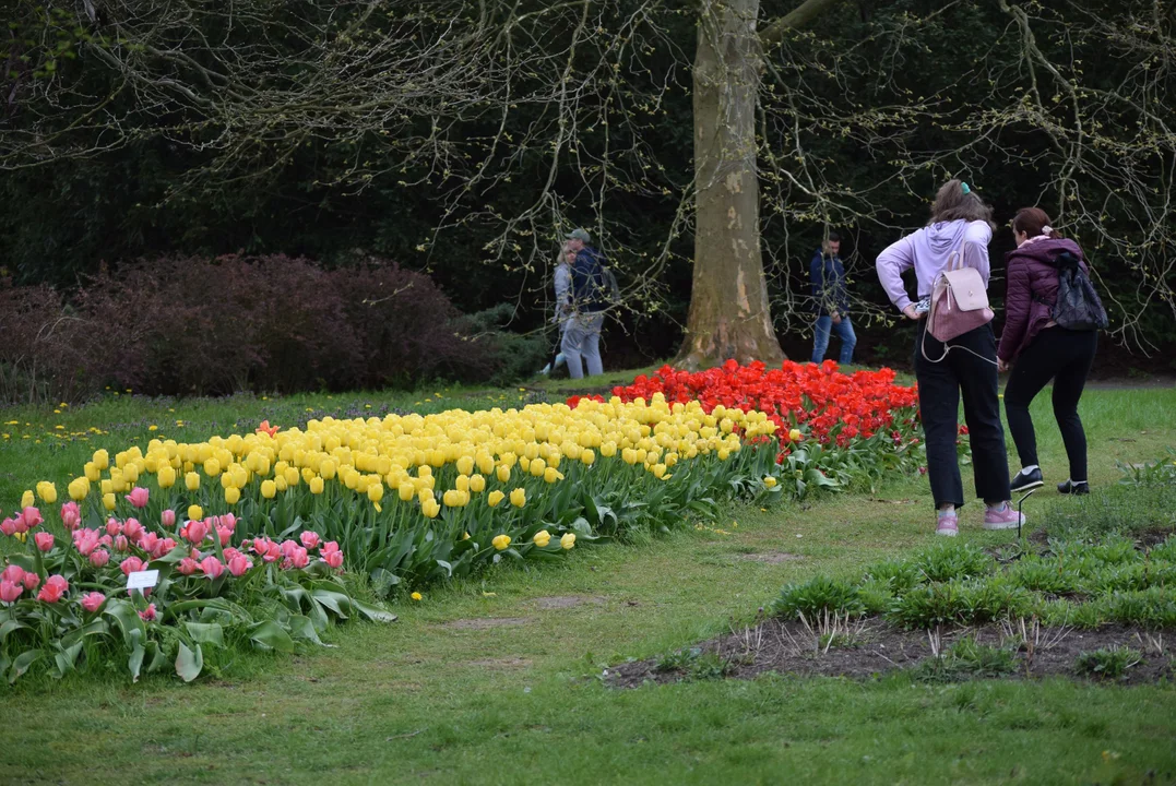 Tulipany w ogrodzie botanicznym