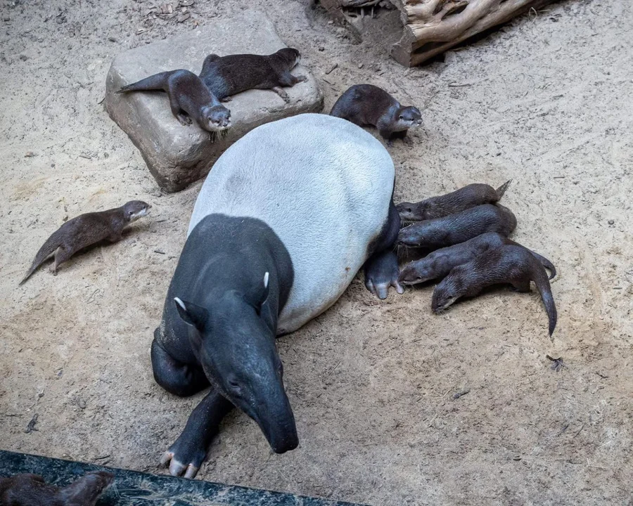 We Wrocławiu mundżak i Marusia, w Łodzi - Willy i wyderki. Dwa różne gatunki harcują na jednym wybiegu [FOTO, film] - Zdjęcie główne