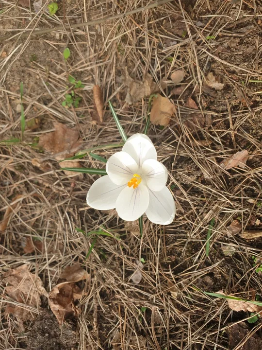 Otwarcie sezonu w Sokolnikach-Lesie. Lodziarnie i plac zabaw [zdjęcia]