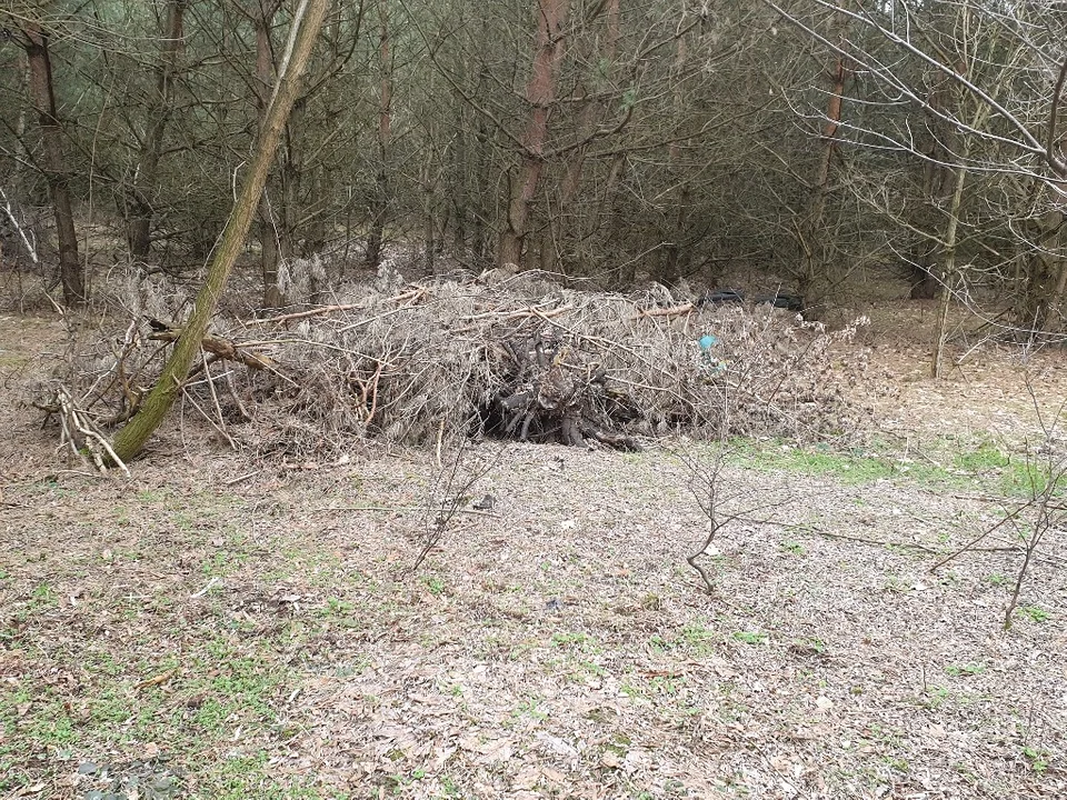 Mieszkańcy Sokolnik-Lasu są zbulwersowani. Wójt nie chce odbierać odpadów zielonych pomimo wyroku sądu