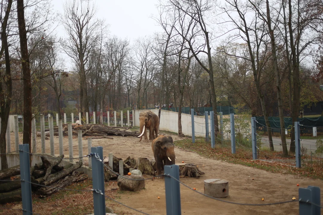 Słonie indyjskie na wybiegu w łódzkim zoo – 08.11.2024 r.